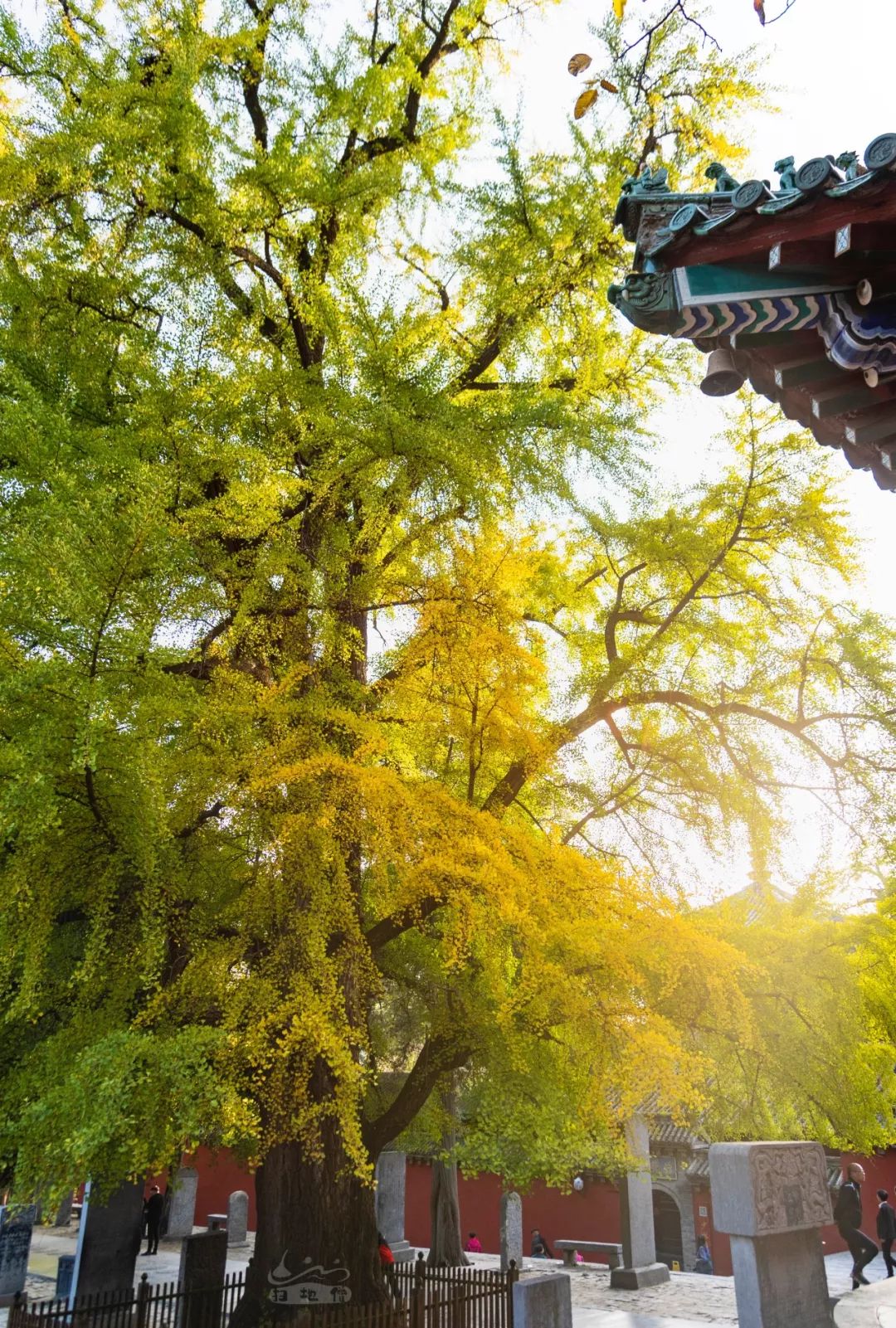 1500年的颜色是什么样,少林寺的银杏树会告诉你