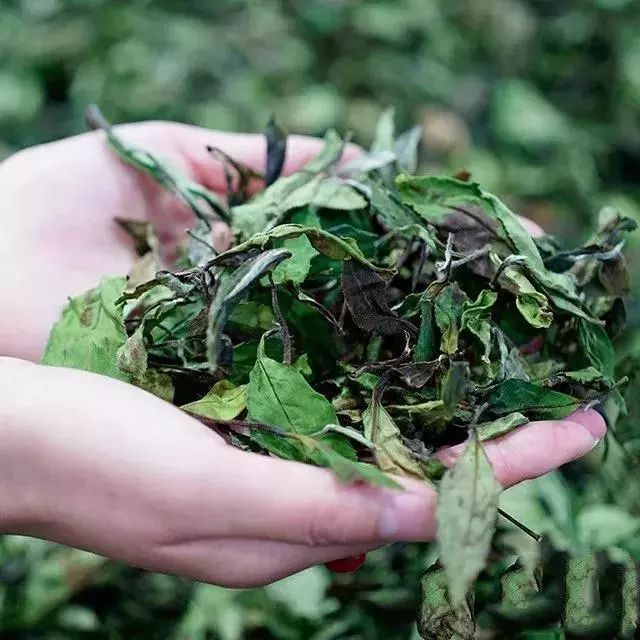 拷问白茶:get 这几招,能解决90%与白茶有关的问题!