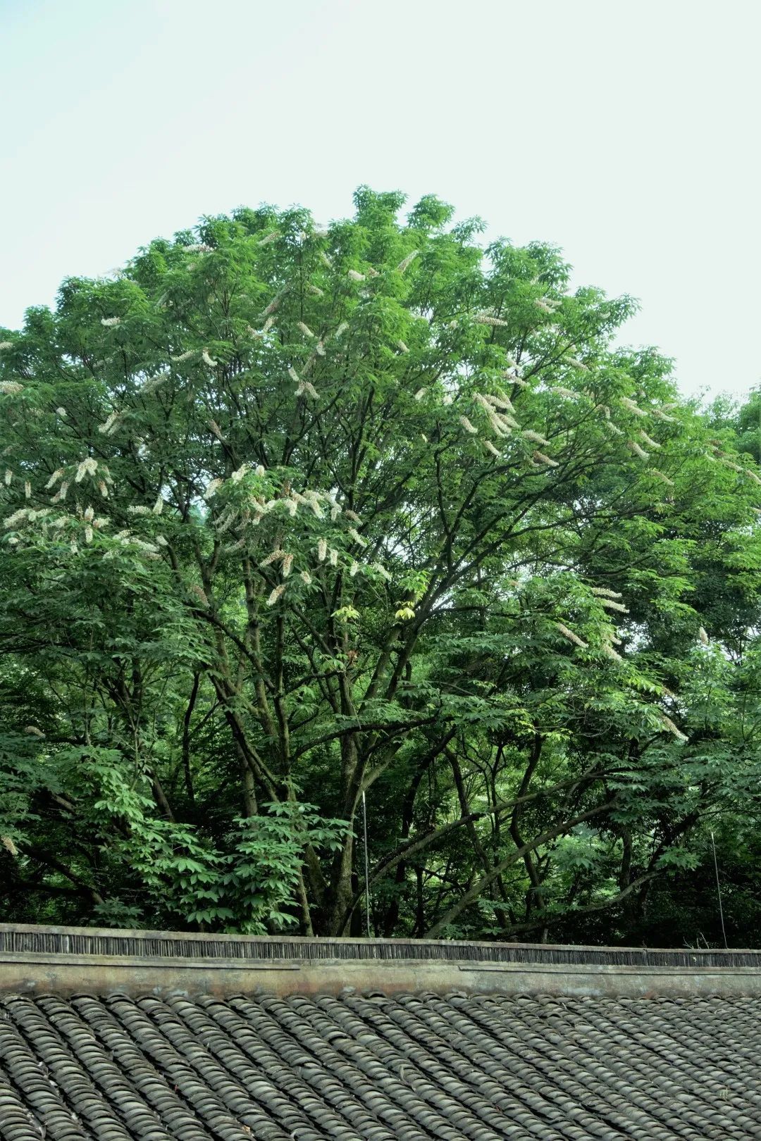 视觉灵隐 | 杭州灵隐寺 娑罗圣树花开正盛