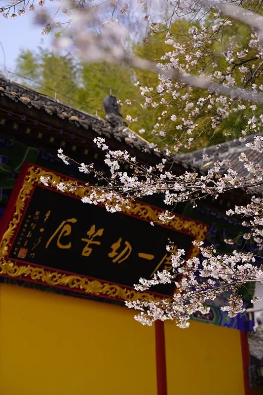 寺院樱花树下｜五祖寺第五届“莫错过”东山茶会圆满