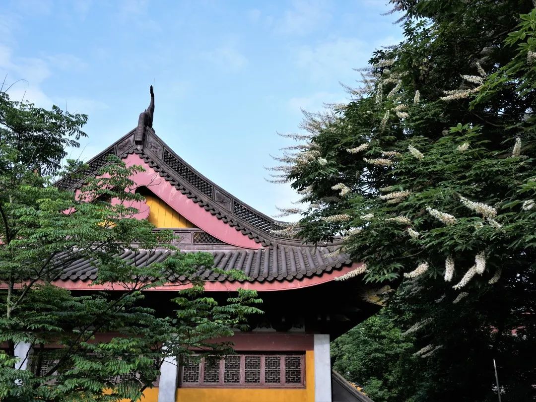 视觉灵隐 | 杭州灵隐寺 娑罗圣树花开正盛
