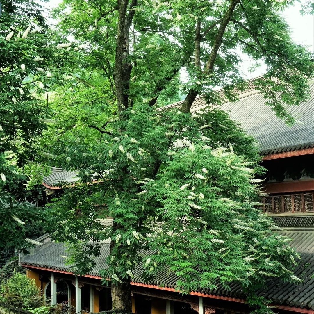 视觉灵隐 | 杭州灵隐寺 娑罗圣树花开正盛