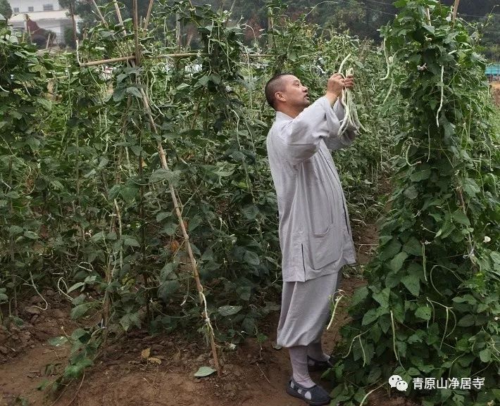 青原山净居寺举行追思缅怀体光老和尚圆寂十五周年纪念系列活动