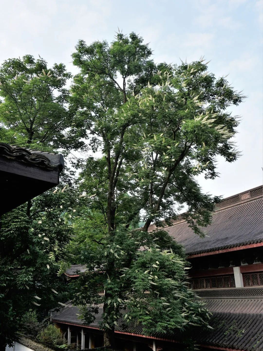 视觉灵隐 | 杭州灵隐寺 娑罗圣树花开正盛