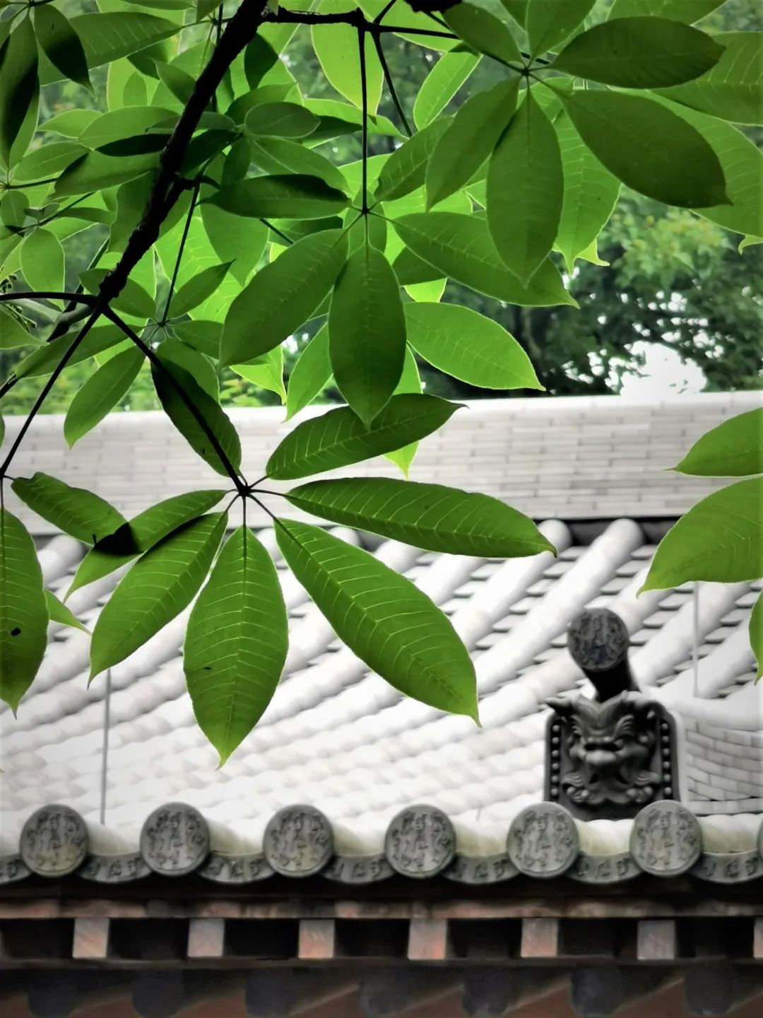 视觉灵隐 | 杭州灵隐寺 娑罗圣树花开正盛