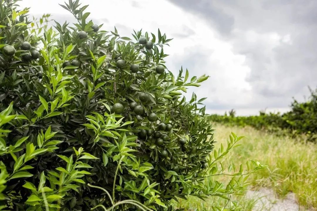 打卡茶产地 | 收陈皮时节到啦！这有你想get的重点